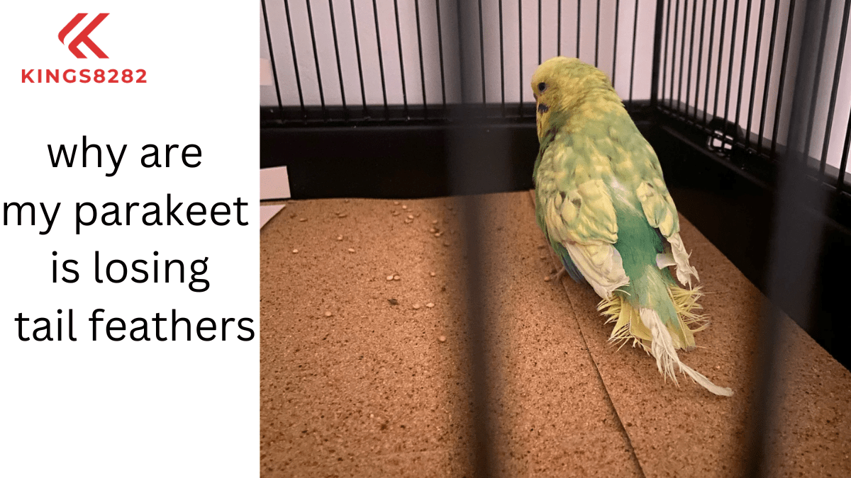 Concerned About Your Parakeet’s Feather Loss? Find Out Why