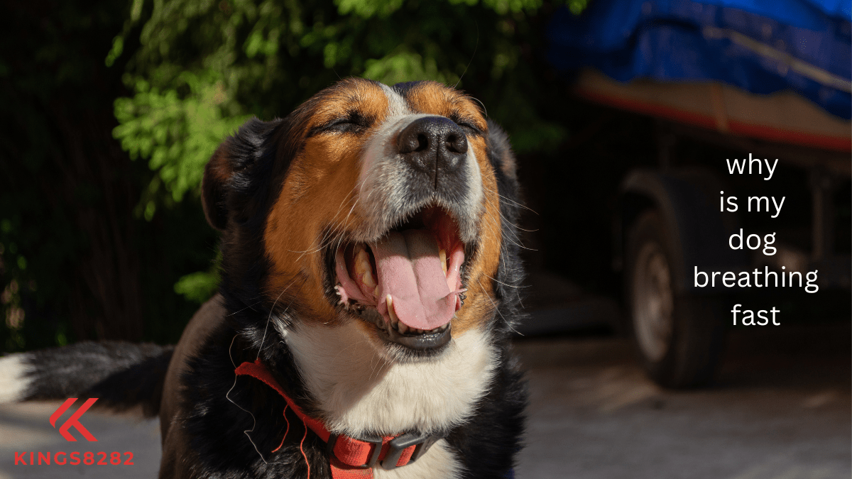 Why is my dog breathing fast? Causes and Solutions Explained!